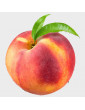 1gl Mid-Pride Peach