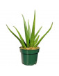 Aloe