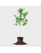 5gl Santa Rosa Plum 