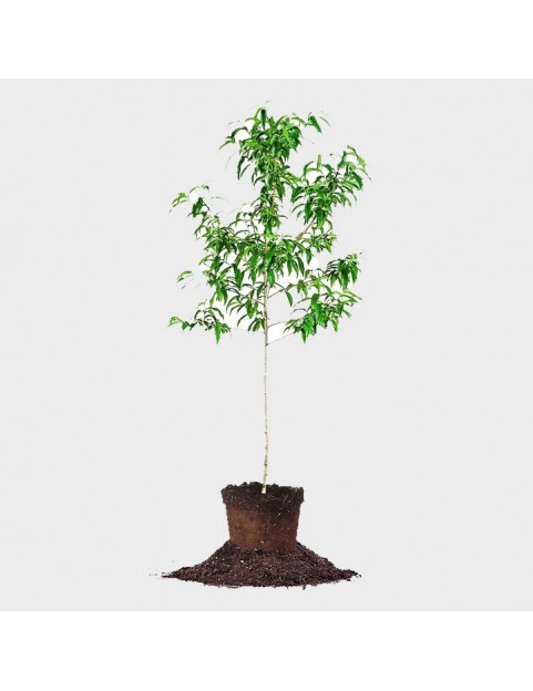 5gl Santa Rosa Plum 