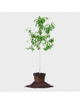 1gl Santa Rosa Plum 