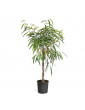 Ficus