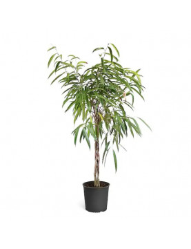 Ficus