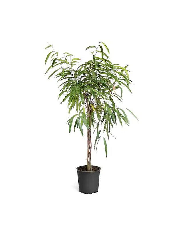 Ficus