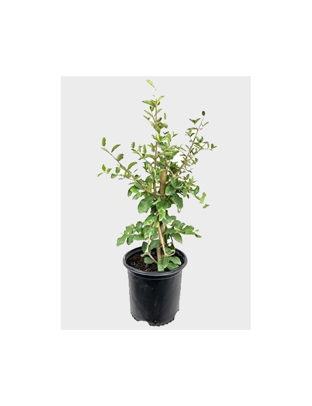 5gl Royal Lee Cherry