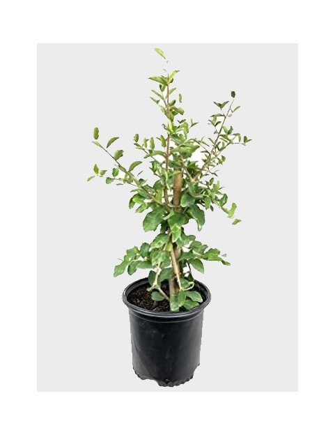 5gl Royal Lee Cherry