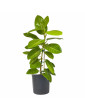 Ficus