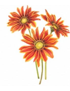 Aztec Orange Gazania