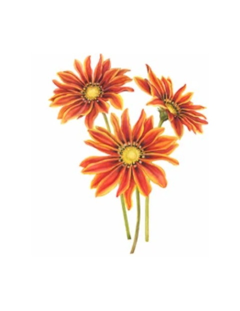 Aztec Orange Gazania