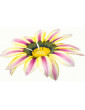 Aztec Queen Gazania
