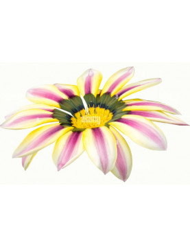 Aztec Queen Gazania