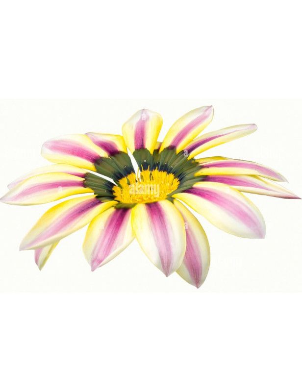 Aztec Queen Gazania