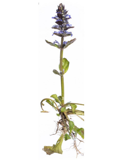 Ajuga Bronze