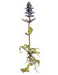Ajuga Green