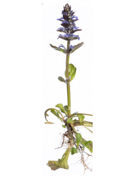 Ajuga Green