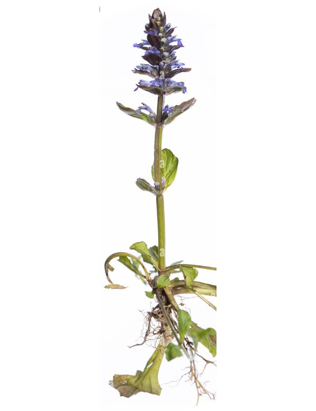 Ajuga Green