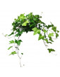 Ivy Algerian 