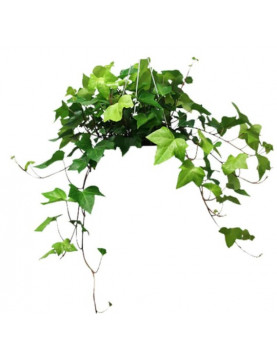Ivy Algerian 