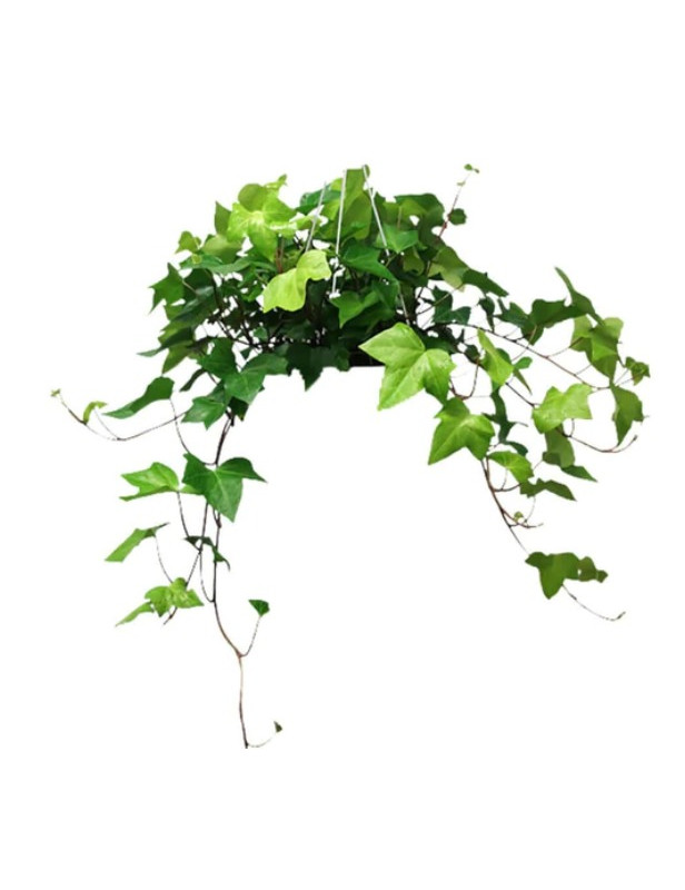 Ivy Algerian 