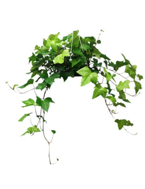 Ivy Algerian 