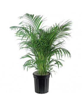 Palm