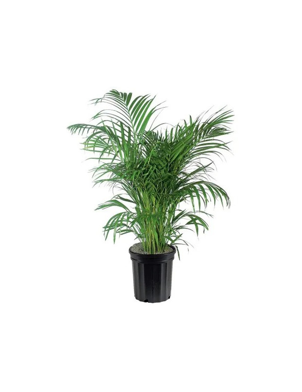 Palm