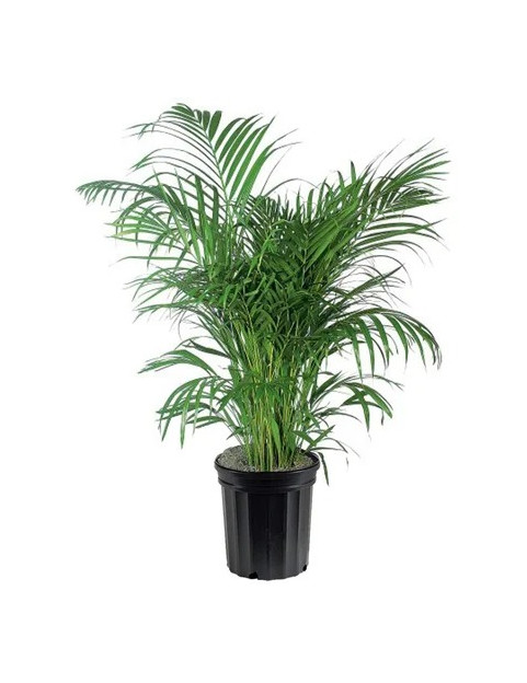 Palm