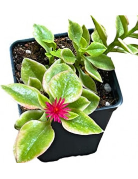 Aptenia Purple