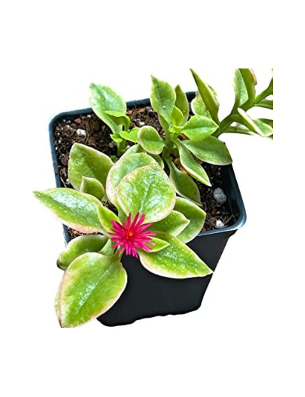 Aptenia Purple