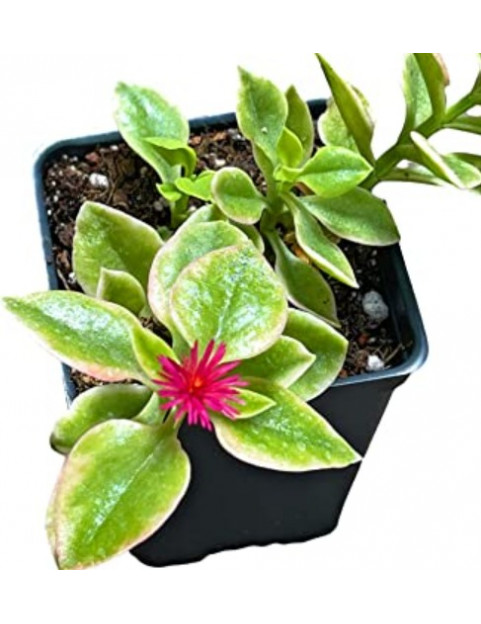 Aptenia Purple
