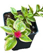 Aptenia Red