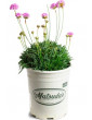 Armeria Alliacea Pink