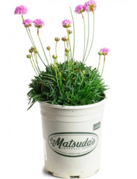 Armeria Alliacea Pink