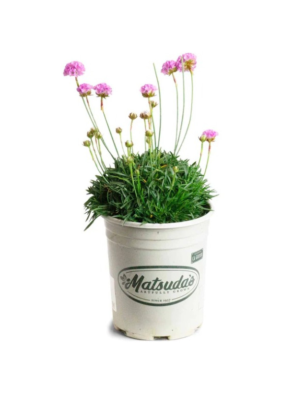 Armeria Alliacea Pink