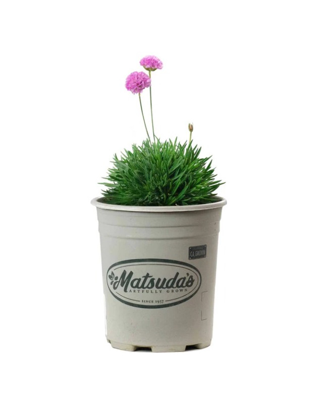 Armeria Pink