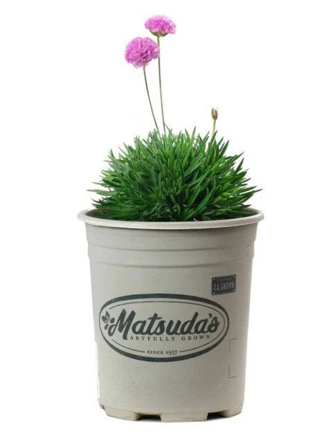 Armeria Pink