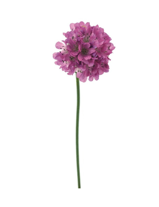 Armeria Rose