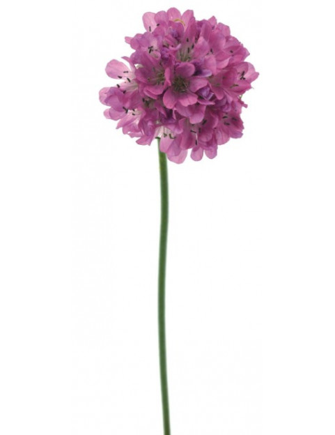Armeria Rose
