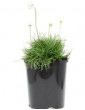 Armeria White