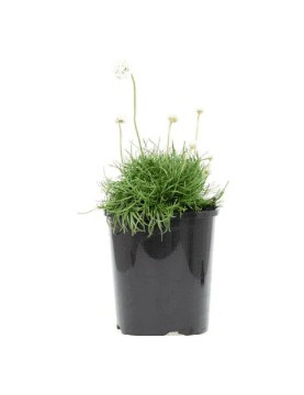 Armeria White