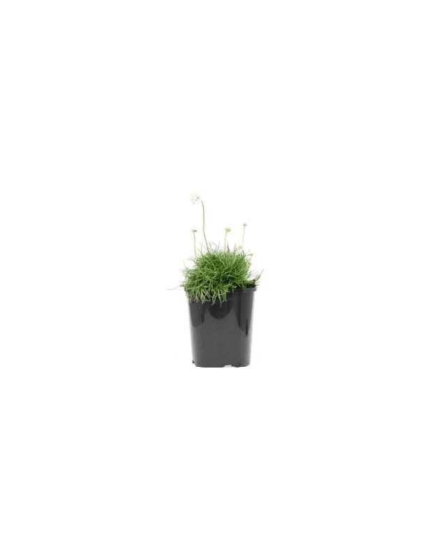 Armeria White