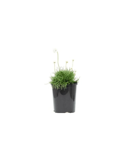 Armeria White
