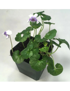 Australian Violet