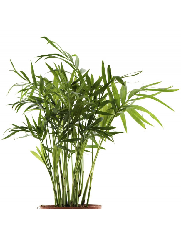 Palm