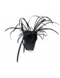 Black Mondo Grass