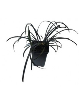 Black Mondo Grass