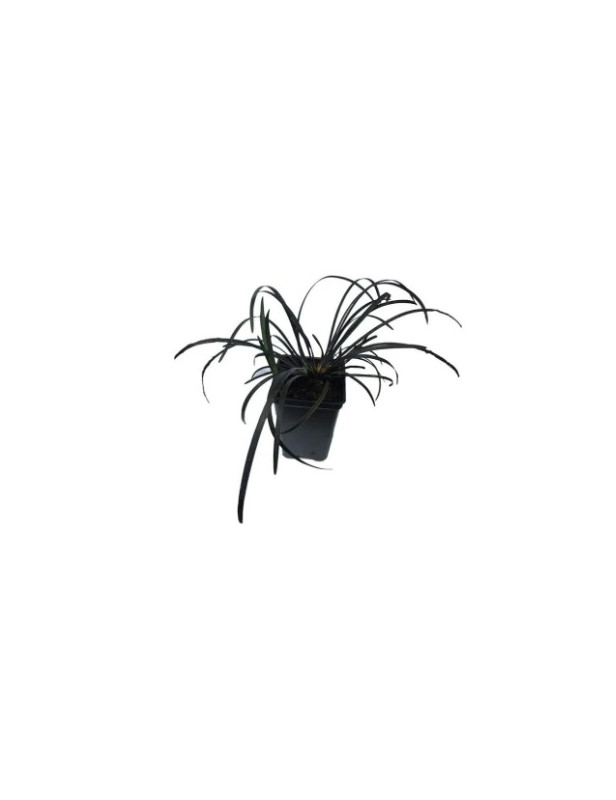 Black Mondo Grass