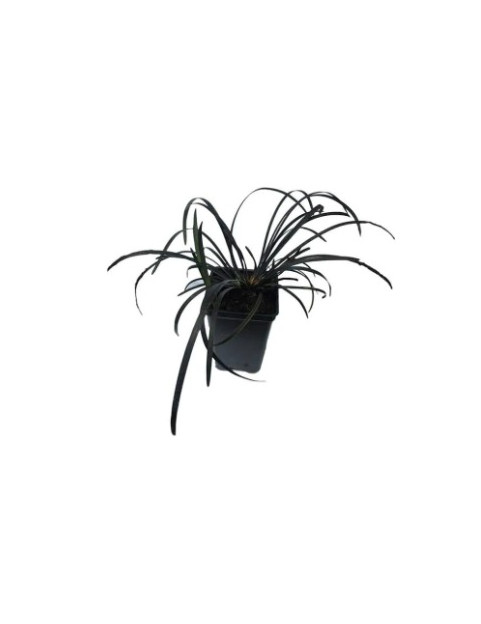 Black Mondo Grass