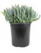 Blue Chalksticks 