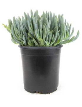 Blue Chalksticks 